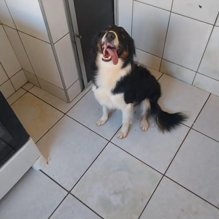 Cachorro raça Border Collie idade 1 ano nome Mel