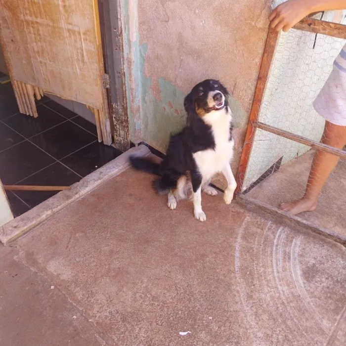 Cachorro raça Border Collie idade 1 ano nome Mel
