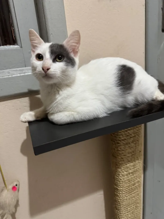 Gato raça SRD-ViraLata idade 2 a 6 meses nome Snow