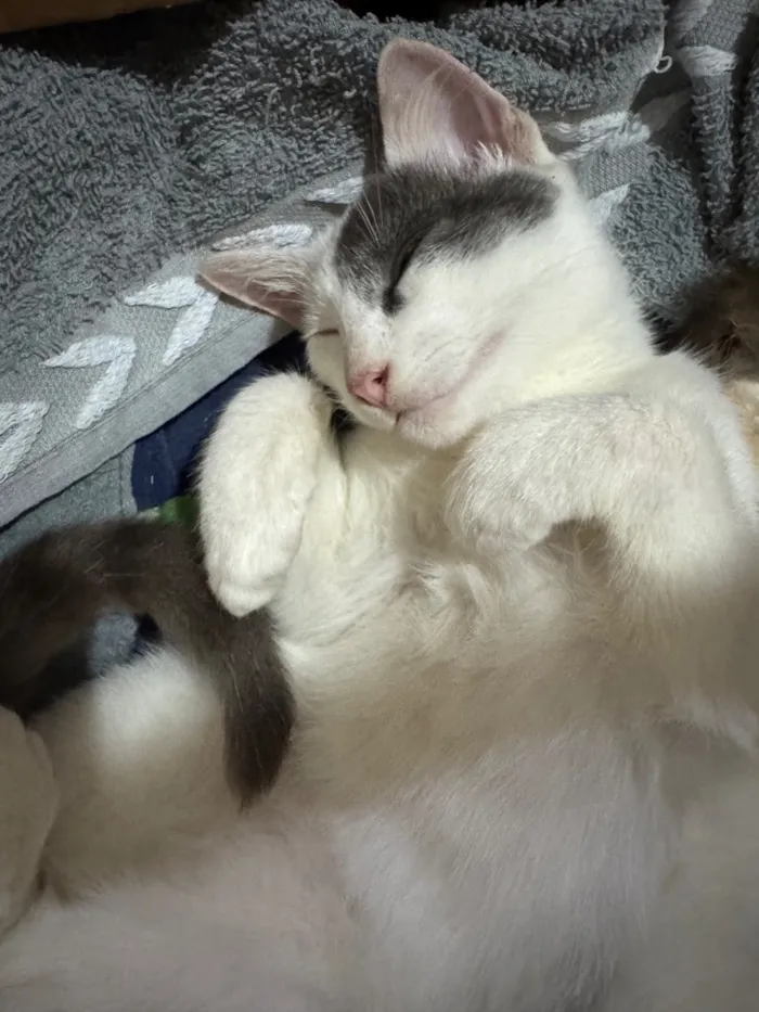 Gato raça SRD-ViraLata idade 2 a 6 meses nome Snow