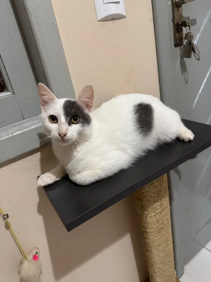 Gato raça SRD-ViraLata idade 2 a 6 meses nome Snow