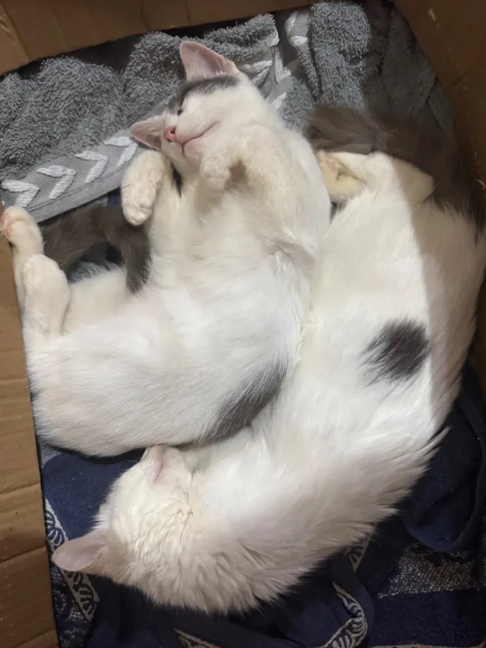 Gato raça SRD-ViraLata idade 2 a 6 meses nome Snow