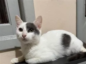 Gato raça SRD-ViraLata idade 2 a 6 meses nome Snow