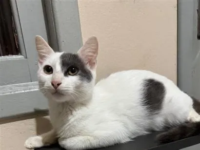 Gato raça SRD-ViraLata idade 2 a 6 meses nome Snow