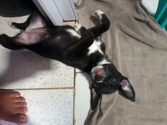 Cachorro raça SRD-ViraLata idade 2 a 6 meses nome pretinha 