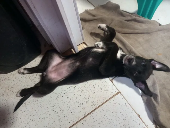 Cachorro raça SRD-ViraLata idade 2 a 6 meses nome pretinha 