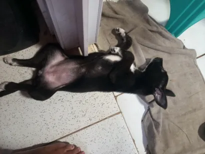 Cachorro raça SRD-ViraLata idade 2 a 6 meses nome pretinha 