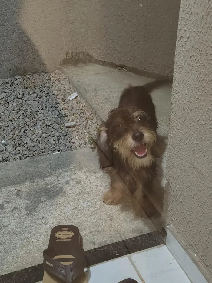 Cachorro raça SRD-ViraLata idade 1 ano nome Luke