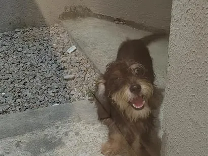 Cachorro raça SRD-ViraLata idade 1 ano nome Luke