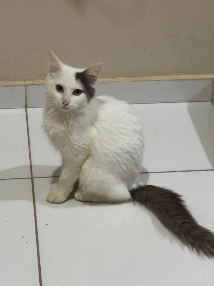 Gato raça SRD-ViraLata idade 2 a 6 meses nome Haru