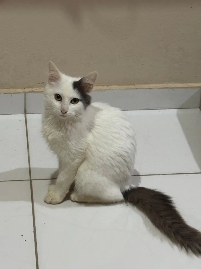 Gato raça SRD-ViraLata idade 2 a 6 meses nome Haru