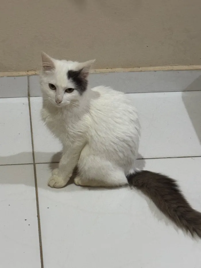 Gato raça SRD-ViraLata idade 2 a 6 meses nome Haru