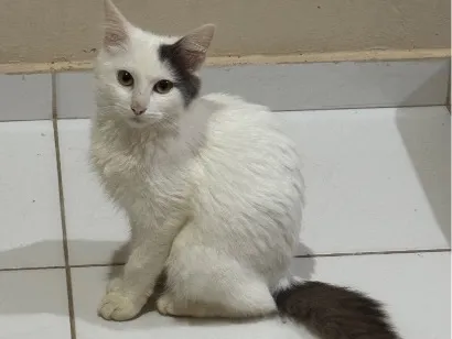 Gato raça SRD-ViraLata idade 2 a 6 meses nome Haru