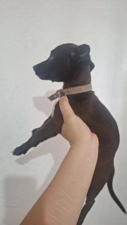 Cachorro raça Pinscher idade Abaixo de 2 meses nome penélope