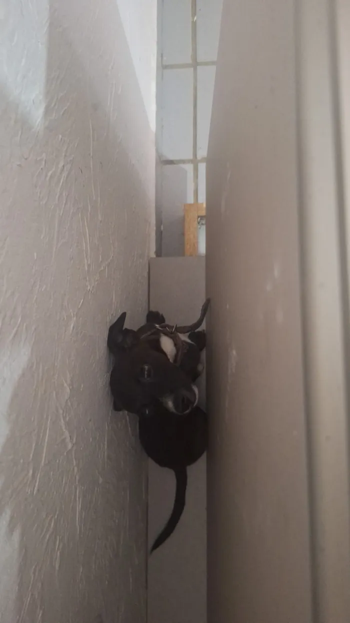 Cachorro raça Pinscher idade Abaixo de 2 meses nome penélope