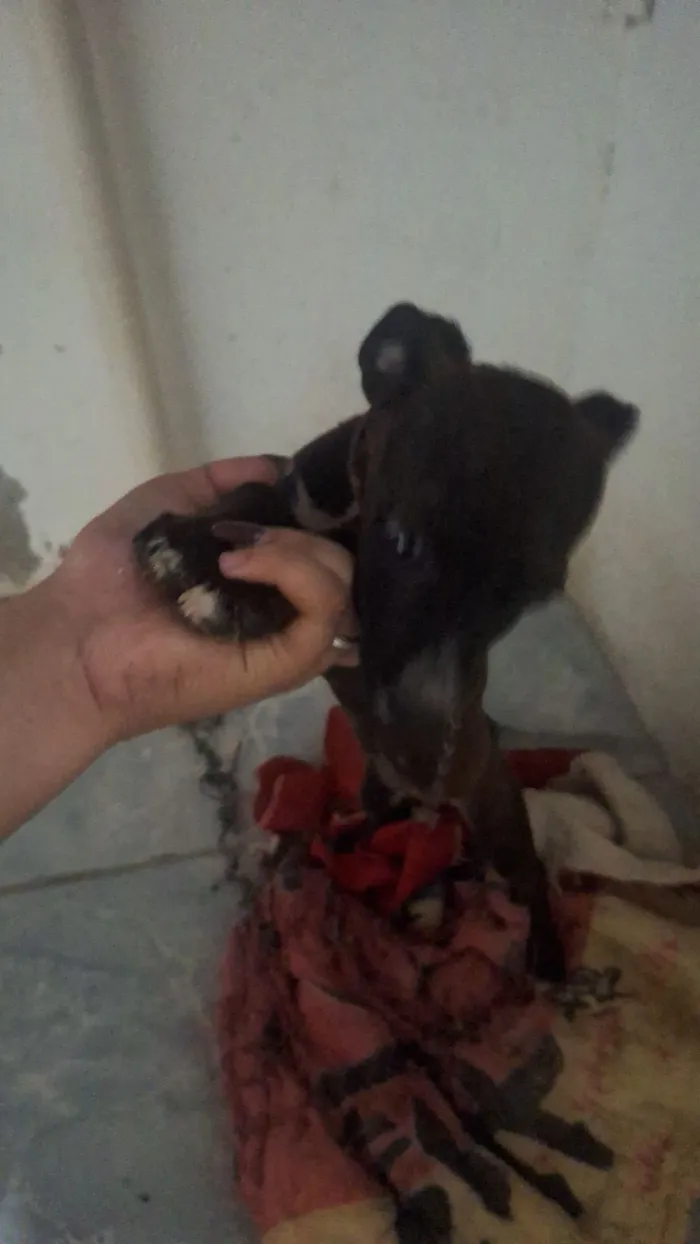 Cachorro raça Pinscher idade Abaixo de 2 meses nome penélope