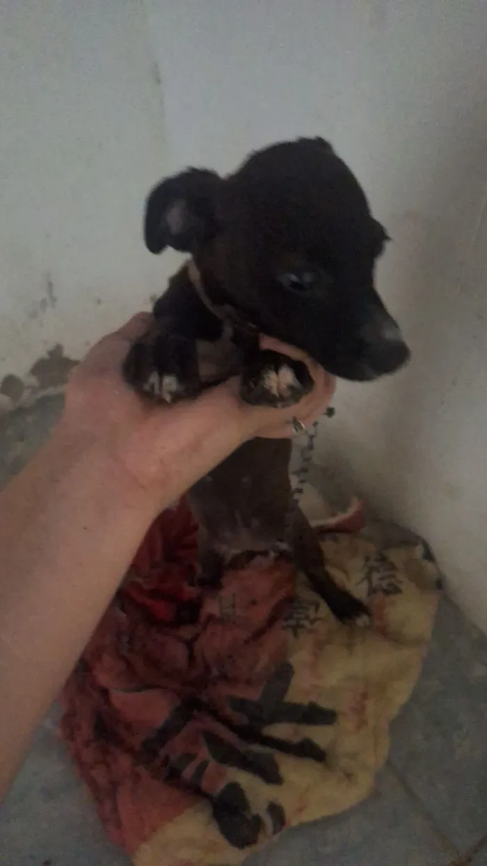 Cachorro raça Pinscher idade Abaixo de 2 meses nome penélope