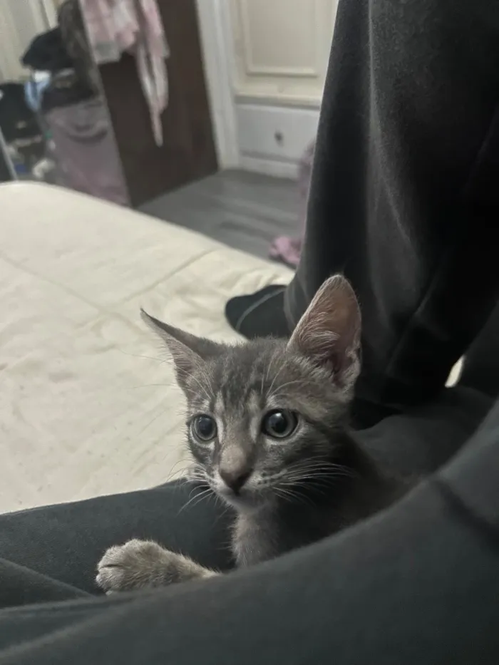 Gato raça SRD-ViraLata idade Abaixo de 2 meses nome Tukito