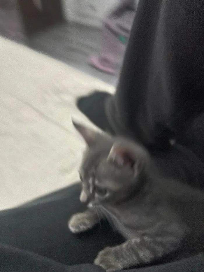 Gato raça SRD-ViraLata idade Abaixo de 2 meses nome Tukito