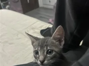 Gato raça SRD-ViraLata idade Abaixo de 2 meses nome Tukito