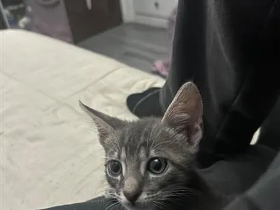 Gato raça SRD-ViraLata idade Abaixo de 2 meses nome Tukito