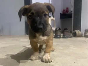 Cachorro raça a mae é pit bull porem o pai nao  idade Abaixo de 2 meses nome café 