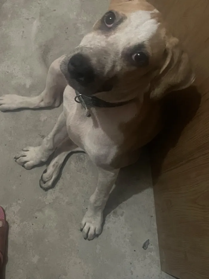 Cachorro raça SRD-ViraLata idade 2 a 6 meses nome Scooby