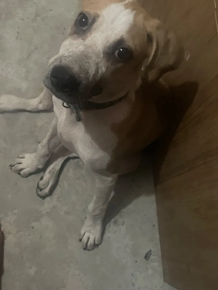 Cachorro raça SRD-ViraLata idade 2 a 6 meses nome Scooby