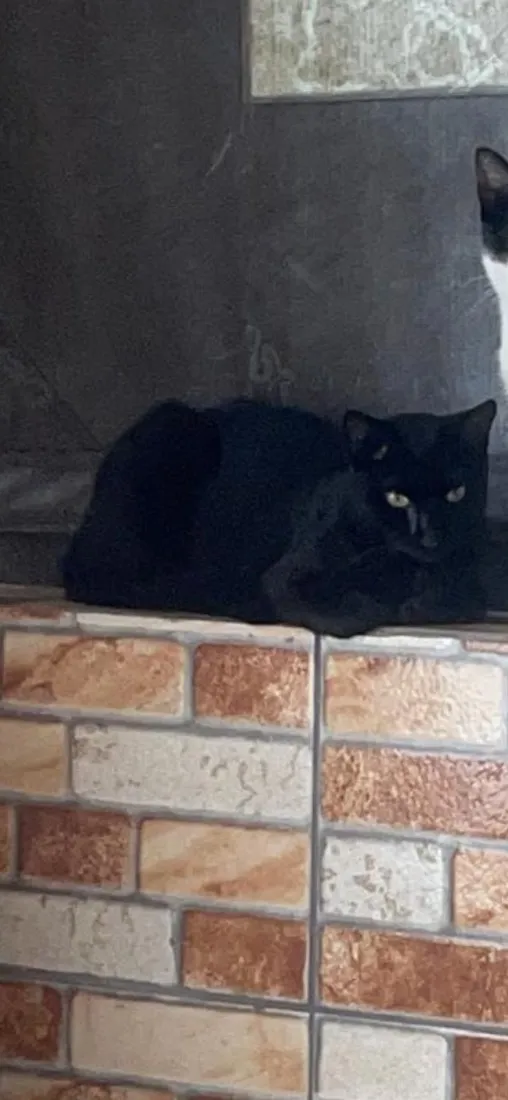 Gato raça SRD-ViraLata idade  nome Negão 