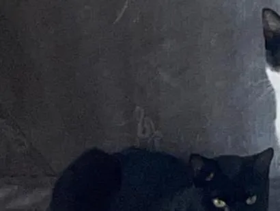 Gato raça SRD-ViraLata idade  nome Negão 