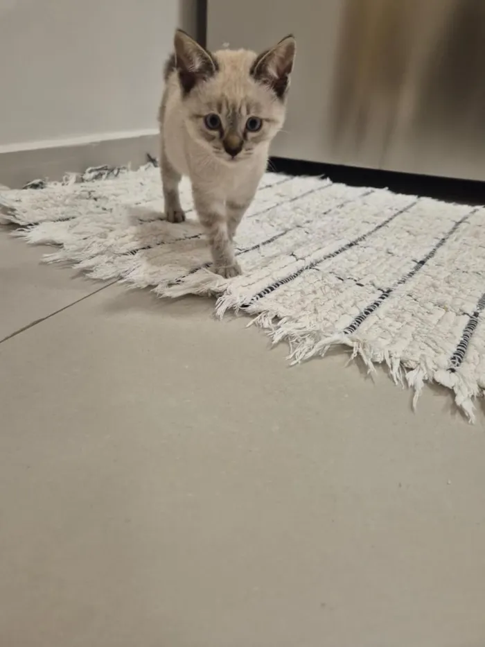 Gato raça SRD-ViraLata idade 2 a 6 meses nome Zoe