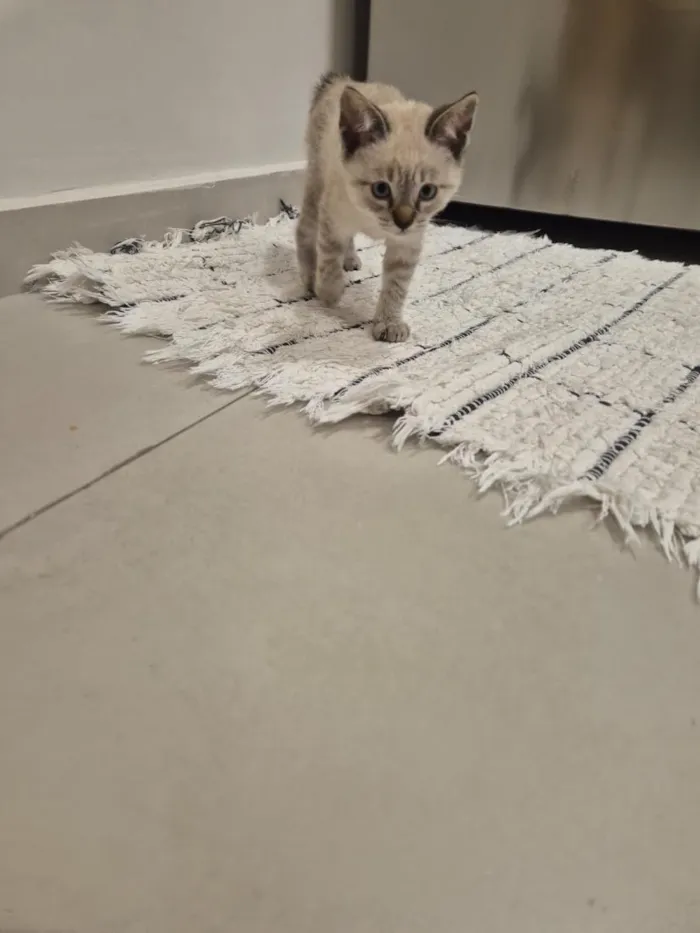 Gato raça SRD-ViraLata idade 2 a 6 meses nome Zoe