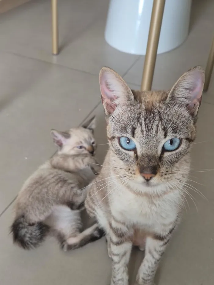 Gato raça SRD-ViraLata idade 2 a 6 meses nome Zoe