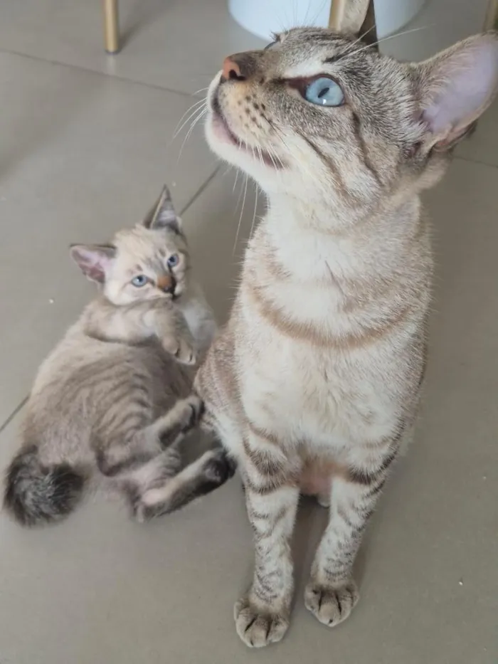 Gato raça SRD-ViraLata idade 2 a 6 meses nome Zoe