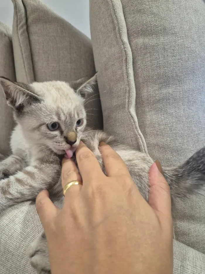 Gato raça SRD-ViraLata idade 2 a 6 meses nome Zoe