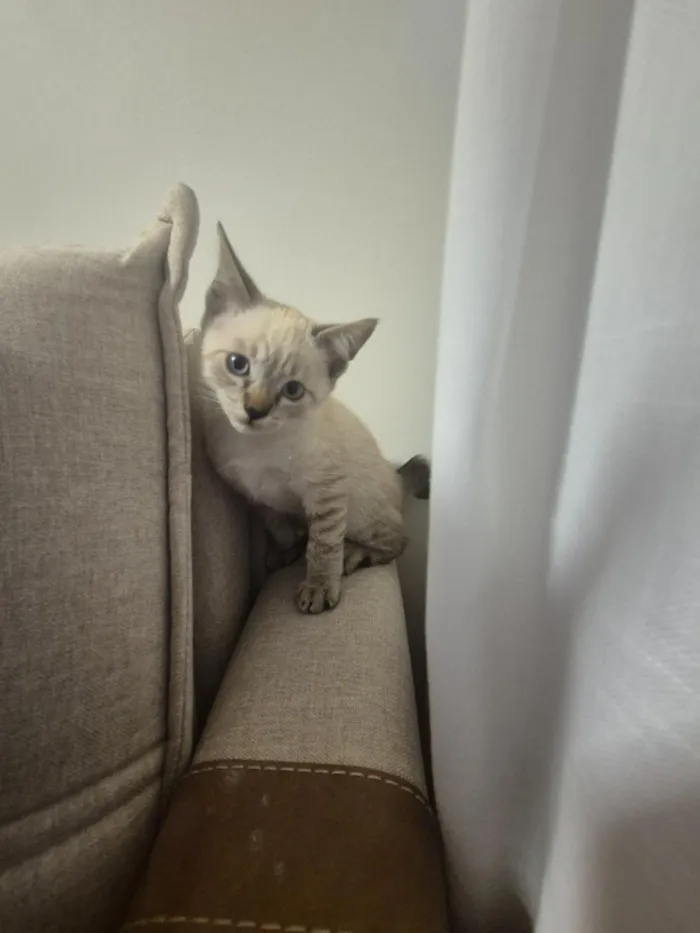 Gato raça SRD-ViraLata idade 2 a 6 meses nome Zoe