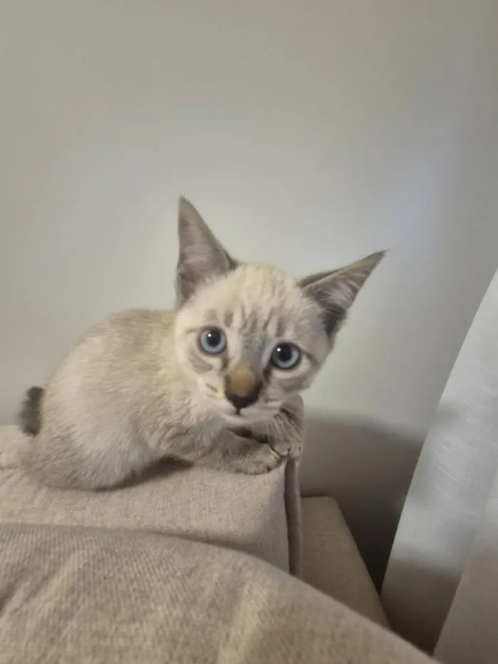 Gato raça SRD-ViraLata idade 2 a 6 meses nome Zoe