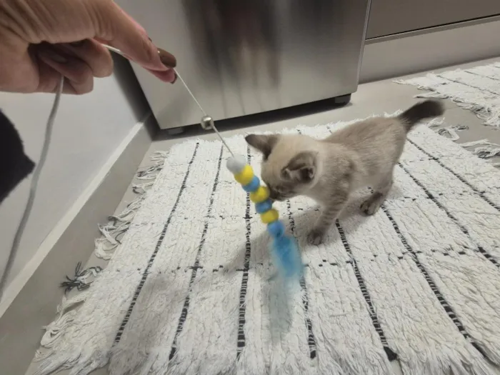 Gato raça SRD-ViraLata idade 2 a 6 meses nome Zoe