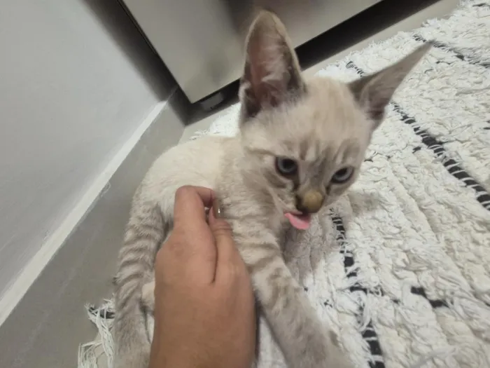 Gato raça SRD-ViraLata idade 2 a 6 meses nome Zoe