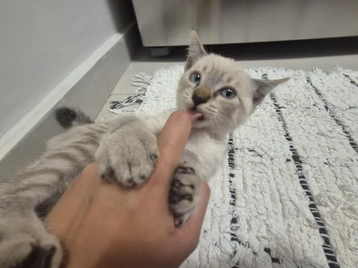 Gato raça SRD-ViraLata idade 2 a 6 meses nome Zoe