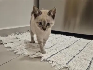 Gato raça SRD-ViraLata idade 2 a 6 meses nome Zoe