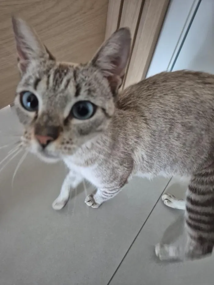 Gato raça SRD-ViraLata idade 2 anos nome Zara