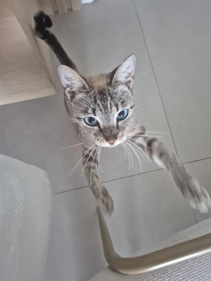 Gato raça SRD-ViraLata idade 2 anos nome Zara