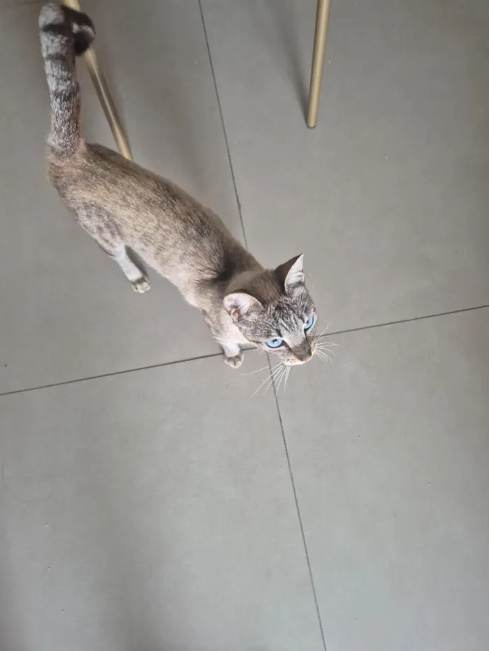 Gato raça SRD-ViraLata idade 2 anos nome Zara