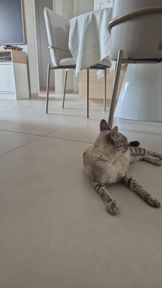 Gato raça SRD-ViraLata idade 2 anos nome Zara