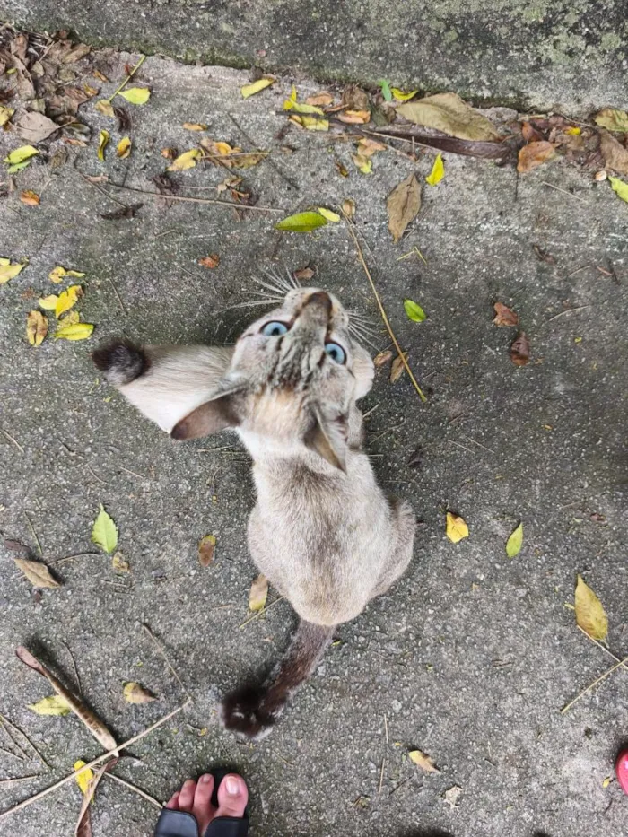 Gato raça SRD-ViraLata idade 2 anos nome Zara