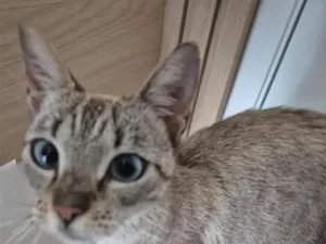 Gato raça SRD-ViraLata idade 2 anos nome Zara