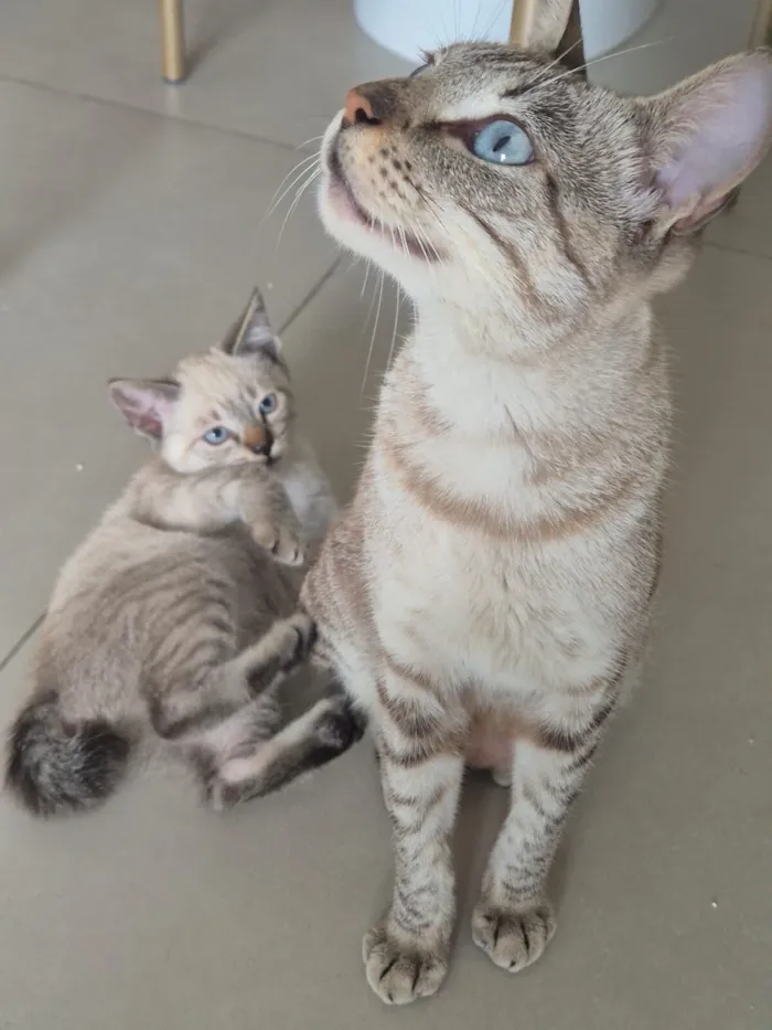 Gato raça SRD-ViraLata idade 2 anos nome Zara