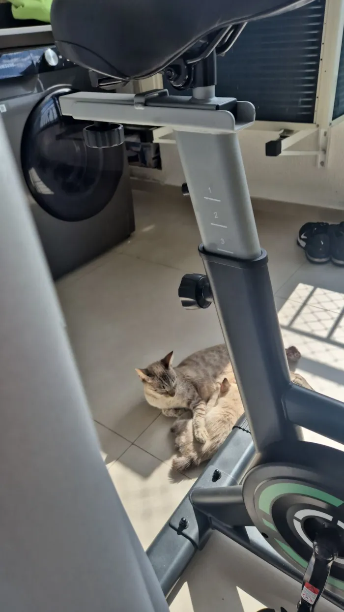 Gato raça SRD-ViraLata idade 2 anos nome Zara