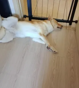 Cachorro raça SRD-ViraLata idade 3 anos nome Layde